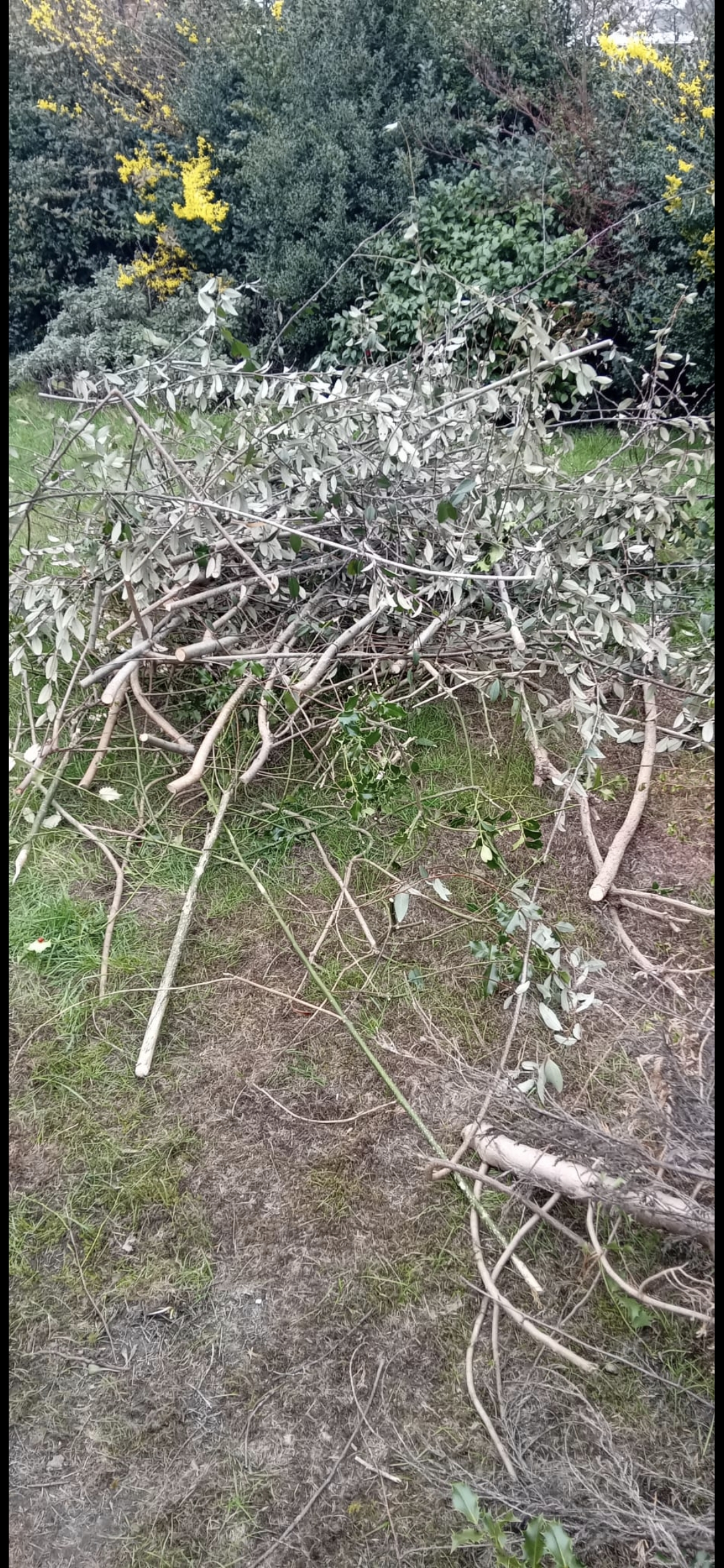 Domestic Garden Waste Collection